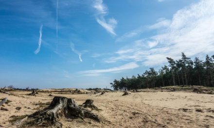 Pembiayaan Penyebab Deforestasi Harus Di Usut OJK