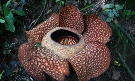 Bunga Rafflesia Arnoldii Mekar Di Bengkulu Dan Jadi Daya Tarik Wisata