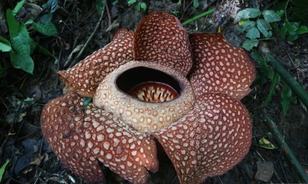 Bunga Rafflesia Arnoldii Mekar Di Bengkulu Dan Jadi Daya Tarik Wisata