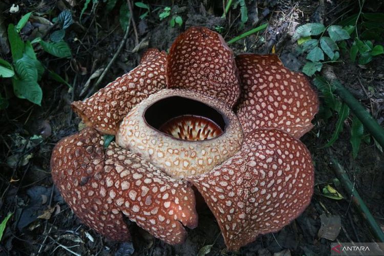 Bunga Rafflesia Arnoldii Mekar Di Bengkulu Dan Jadi Daya Tarik Wisata