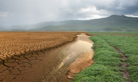Dampak Perubahan Iklim Terhadap Produktivitas Sawah
