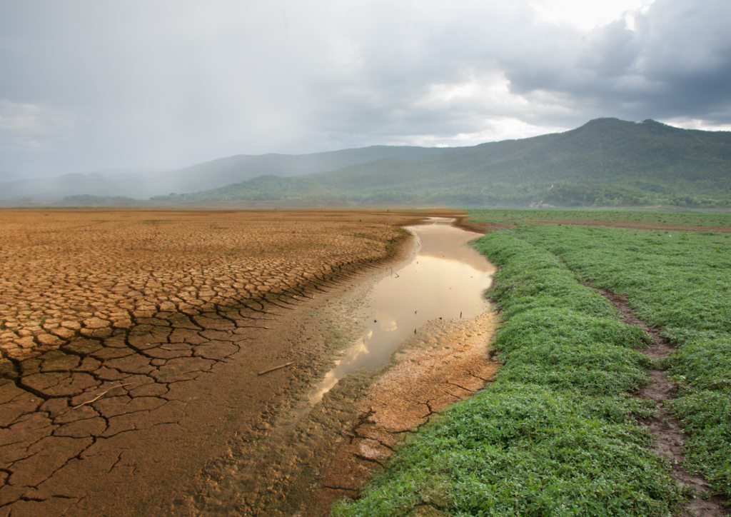 Dampak Perubahan Iklim Terhadap Produktivitas Sawah