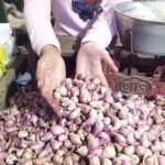Bawang Merah Hadapi Tantangan Harga saat Cuaca Tak Menentu