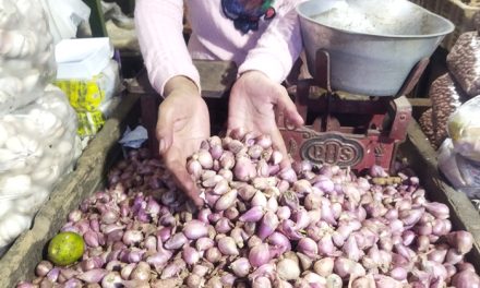 Bawang Merah Hadapi Tantangan Harga saat Cuaca Tak Menentu