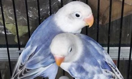 Jenis Burung Lovebird Dengan Warna Paling Cantik