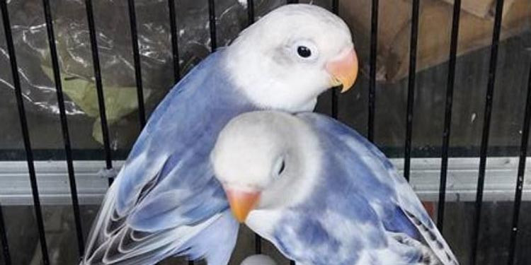 Jenis Burung Lovebird Dengan Warna Paling Cantik