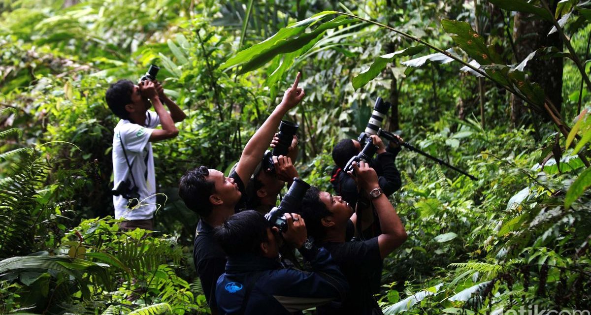 Ketika Selebriti Dunia Turun Tangan Menyelamatkan Hutan