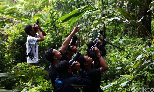 Ketika Selebriti Dunia Turun Tangan Menyelamatkan Hutan