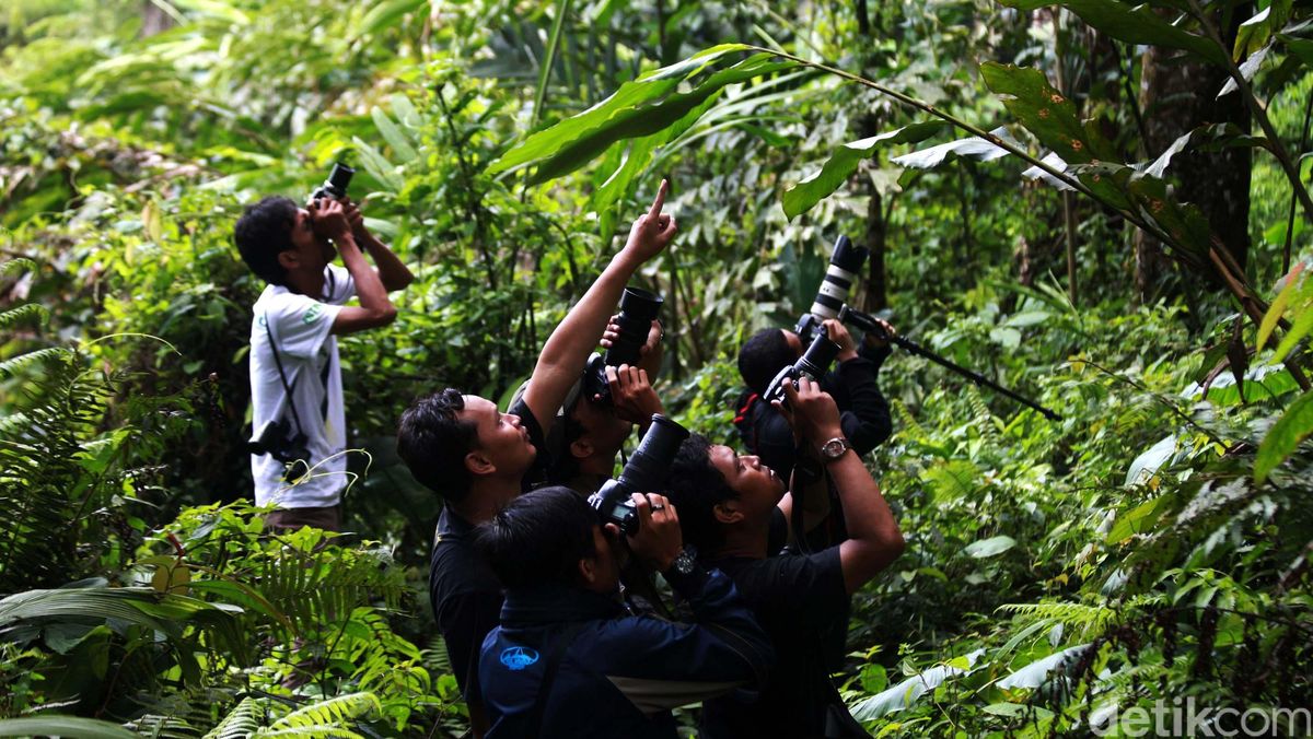 Ketika Selebriti Dunia Turun Tangan Menyelamatkan Hutan