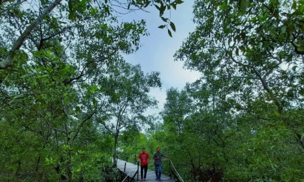Potensi Ekowisata Di Kawasan Mangrove