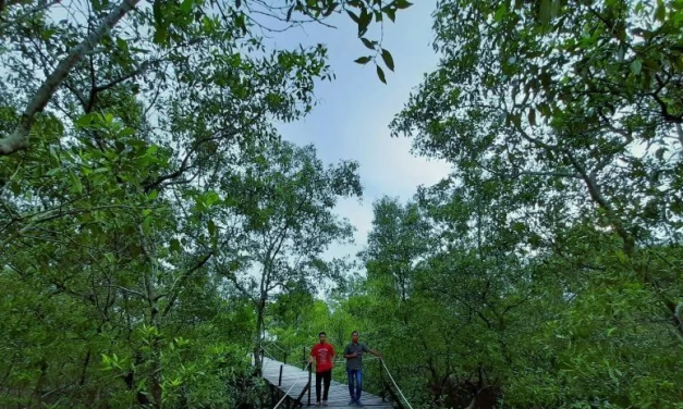 Potensi Ekowisata Di Kawasan Mangrove