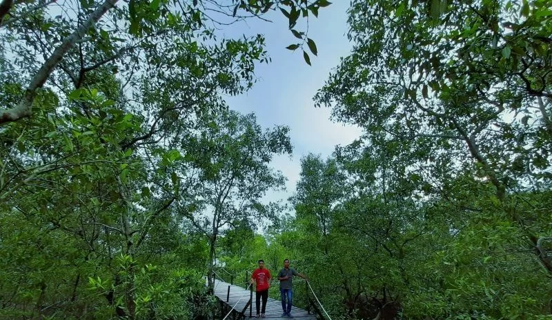 Potensi Ekowisata Di Kawasan Mangrove