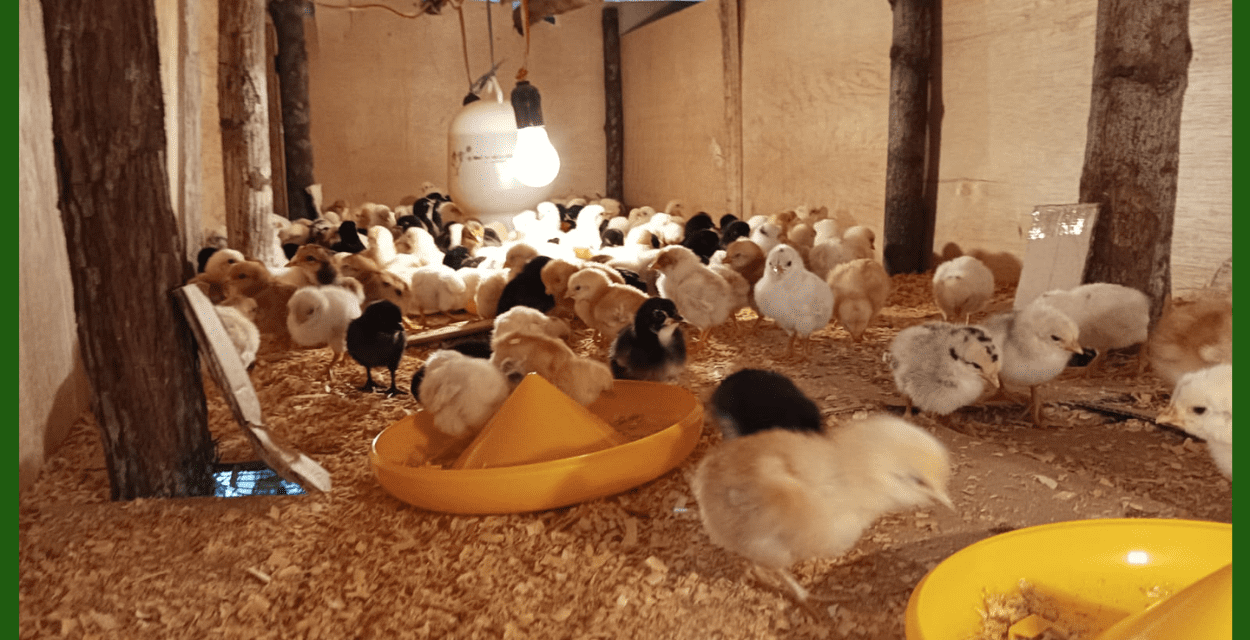 Tips Membuat Kandang Ayam Yang Sehat Dan Hemat Biaya