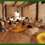Tips Membuat Kandang Ayam Yang Sehat Dan Hemat Biaya