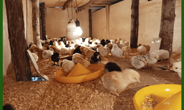 Tips Membuat Kandang Ayam Yang Sehat Dan Hemat Biaya
