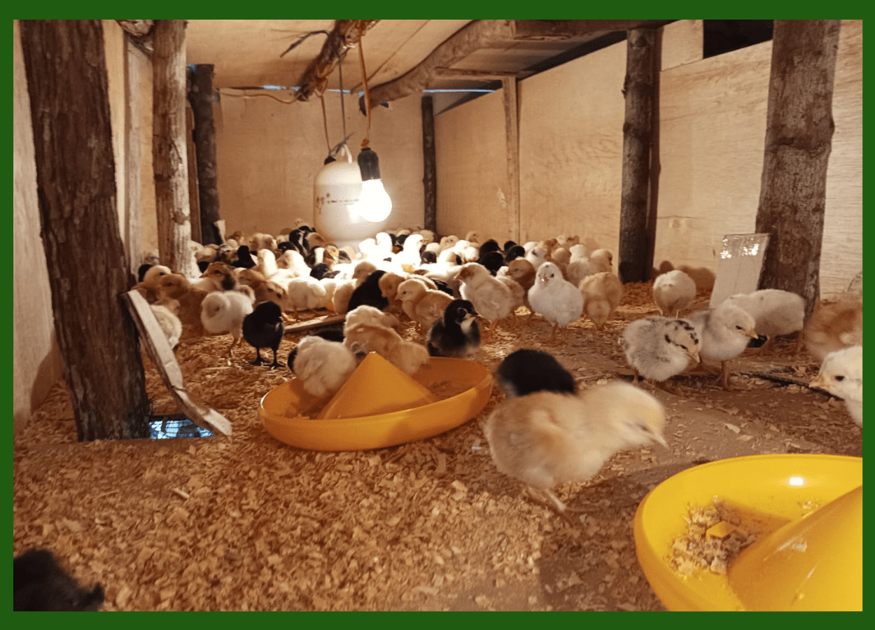 Tips Membuat Kandang Ayam Yang Sehat Dan Hemat Biaya