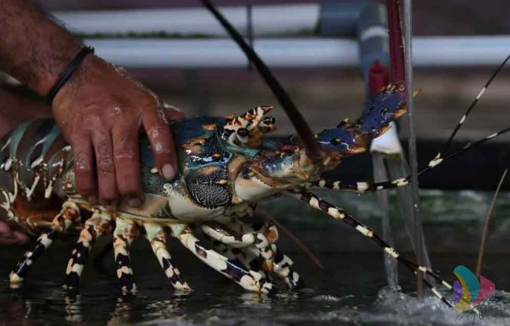 Budidaya Lobster Jadi Peluang Di Saat Lesunya Lapangan Kerja