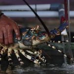 Budidaya Lobster Jadi Peluang Di Saat Lesunya Lapangan Kerja