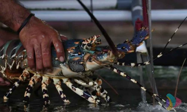 Budidaya Lobster Jadi Peluang Di Saat Lesunya Lapangan Kerja