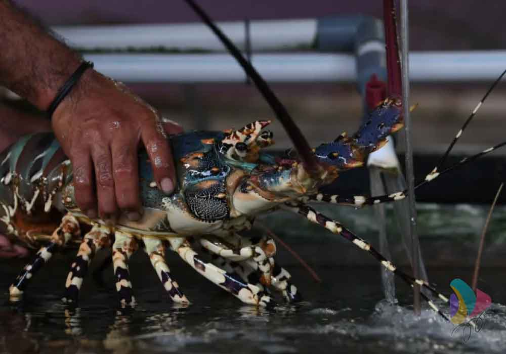 Budidaya Lobster Jadi Peluang Di Saat Lesunya Lapangan Kerja