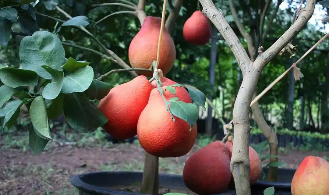 Panduan Budidaya Buah Tropis Yang Cocok Untuk Pemula