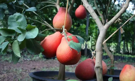 Panduan Budidaya Buah Tropis Yang Cocok Untuk Pemula