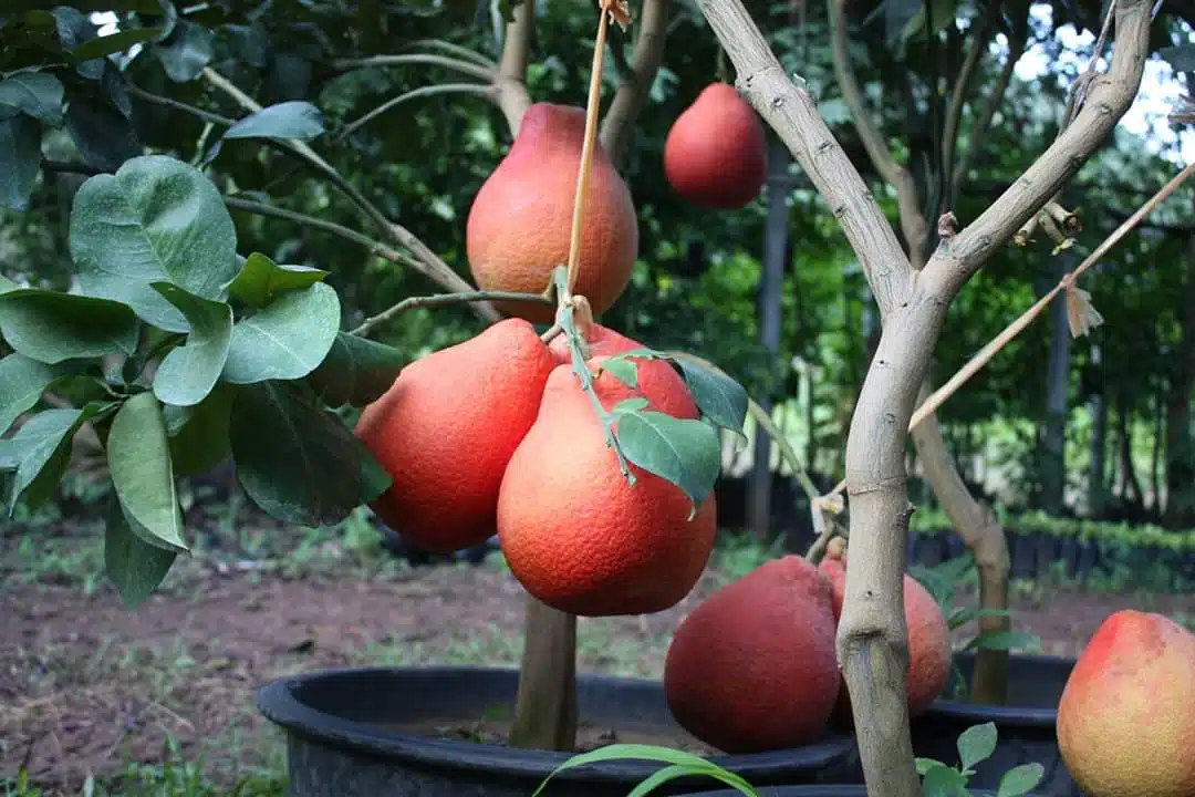 Panduan Budidaya Buah Tropis Yang Cocok Untuk Pemula