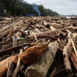 Eksploitasi Hutan: Penyebab, Dampak, Dan Upaya Pelestariannya