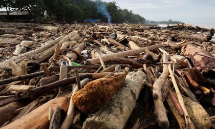 Eksploitasi Hutan: Penyebab, Dampak, Dan Upaya Pelestariannya