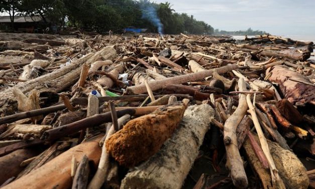 Eksploitasi Hutan: Penyebab, Dampak, Dan Upaya Pelestariannya