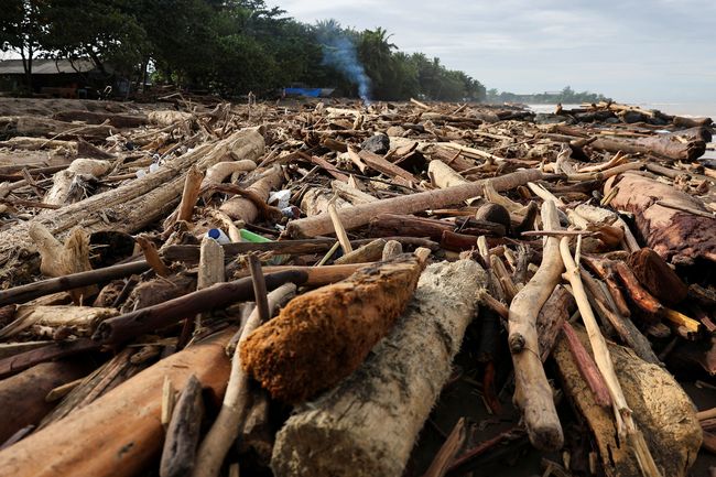 Eksploitasi Hutan: Penyebab, Dampak, Dan Upaya Pelestariannya
