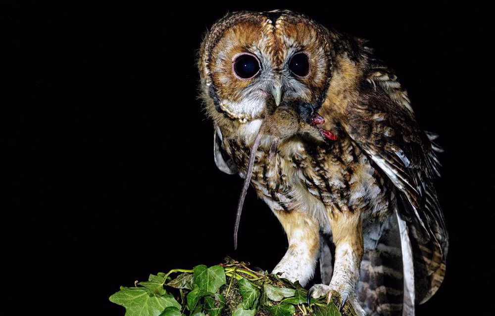 Mengenal Black Owl: Fakta Menarik Burung Hantu Berwarna Gelap