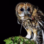 Mengenal Black Owl: Fakta Menarik Burung Hantu Berwarna Gelap