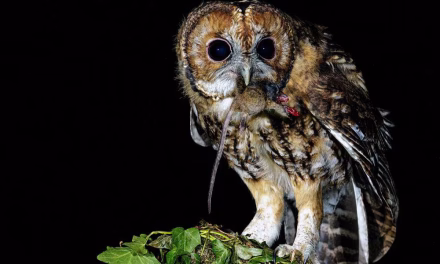 Mengenal Black Owl: Fakta Menarik Burung Hantu Berwarna Gelap