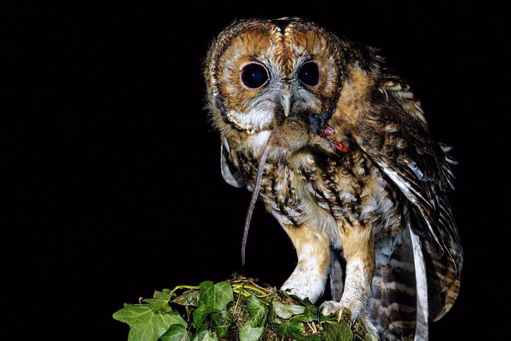 Mengenal Black Owl: Fakta Menarik Burung Hantu Berwarna Gelap