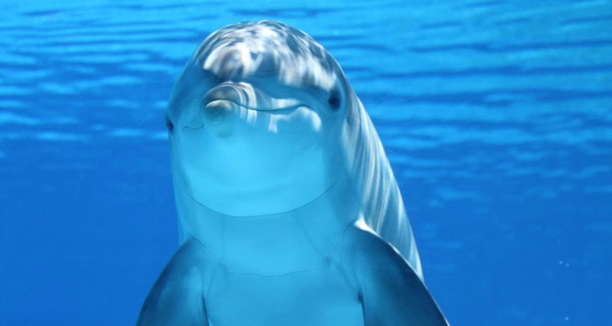 Keajaiban Laut: Fakta Menarik Tentang Dolphin Yang Di Ketahui