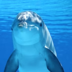 Keajaiban Laut: Fakta Menarik Tentang Dolphin Yang Di Ketahui
