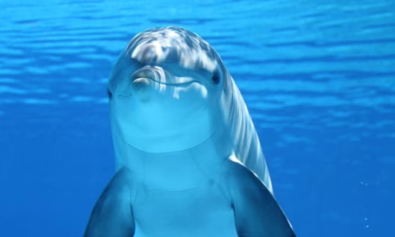 Keajaiban Laut: Fakta Menarik Tentang Dolphin Yang Di Ketahui