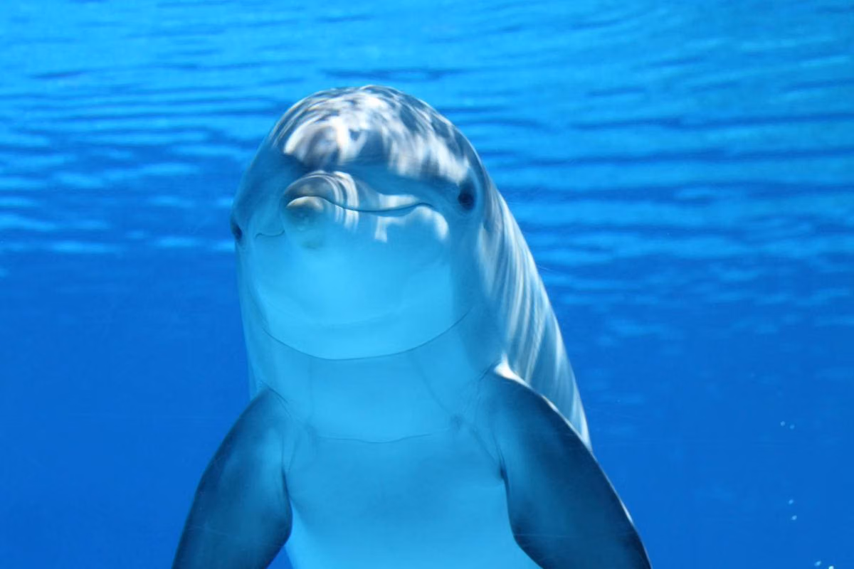 Keajaiban Laut: Fakta Menarik Tentang Dolphin Yang Di Ketahui