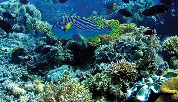 Potensi Daerah: Kekayaan Laut, Budaya, Serta Peluang Ekonomi